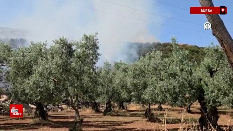 Bursa'da çıkan iki orman yangını kontrol altında