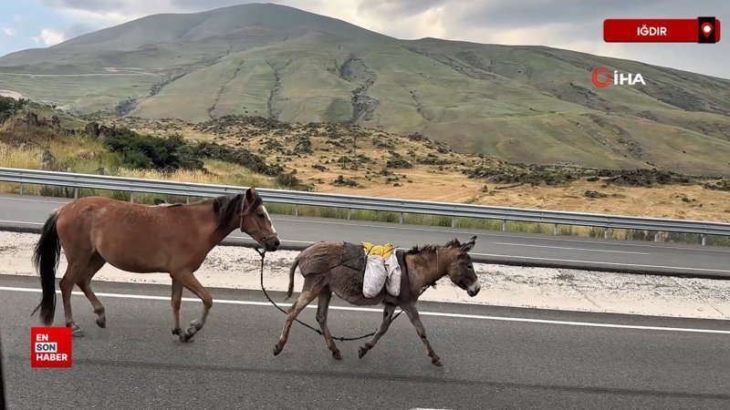 Iğdır’da yola çıkan at ve eşek trafiği tehlikeye soktu