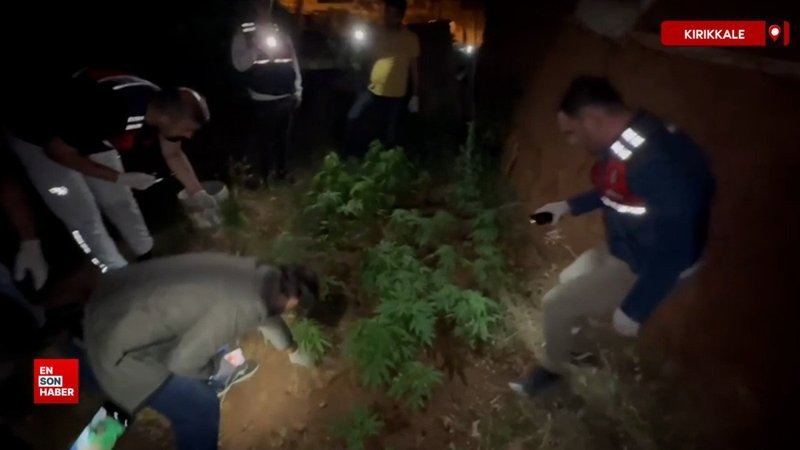 Kırıkkale’de kenevir bahçesine çevrilen eve jandarma baskını: 2 gözaltı