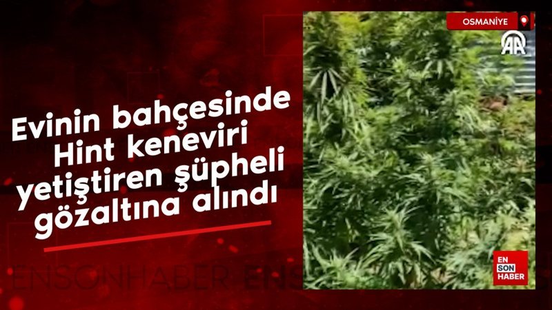 Osmaniye'de bahçede Hint keneviri yetiştiren kişi, gözaltına alındı