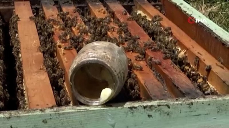 Sivas'ta arı sütü, kilosu 45 bin liradan alıcı buluyor