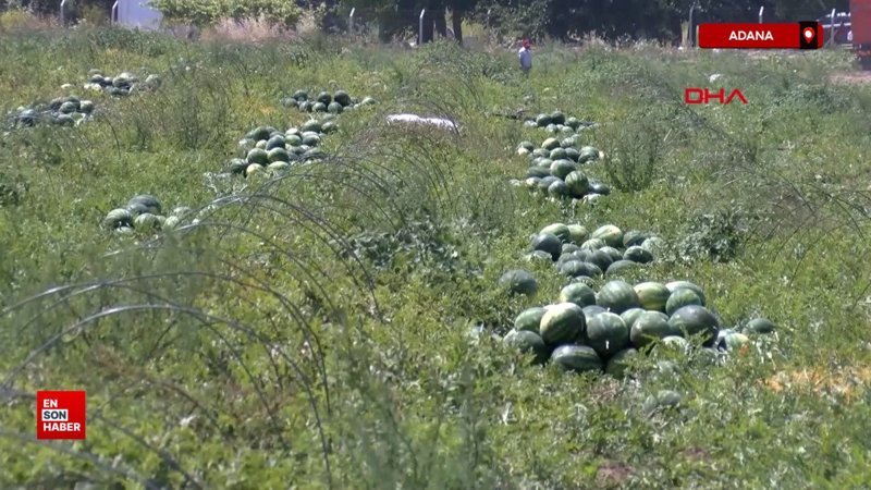 Adana'da karpuzun tarlada kilosu 13 TL'den 5 TL'ye düştü