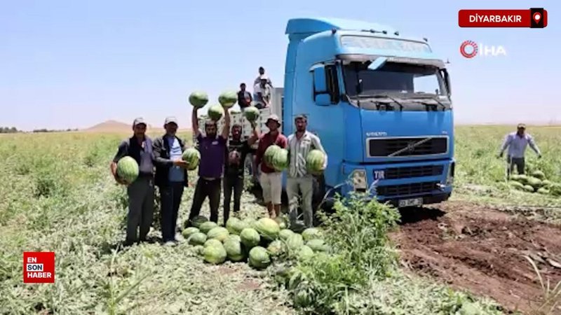 Diyarbakır karpuzunda hasat devam ediyor