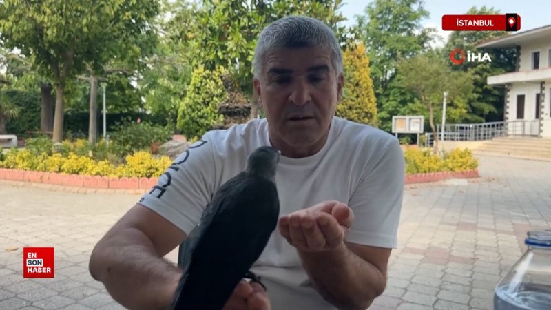 İstanbul'da aç ve susuz kalan yavru kargayı elleriyle besledi