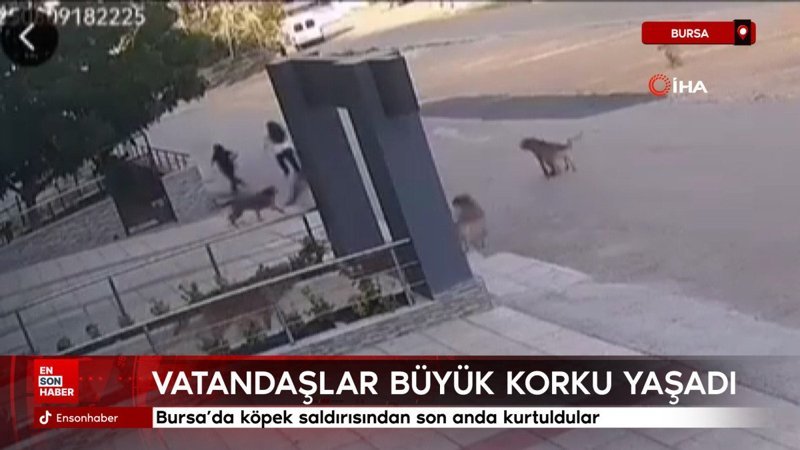 Bursa’da köpek saldırısından son anda kurtuldular
