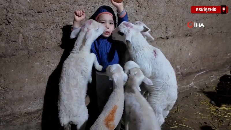 Eskişehir’de kuzuların arasında kalan minik Yusuf gülümsetti