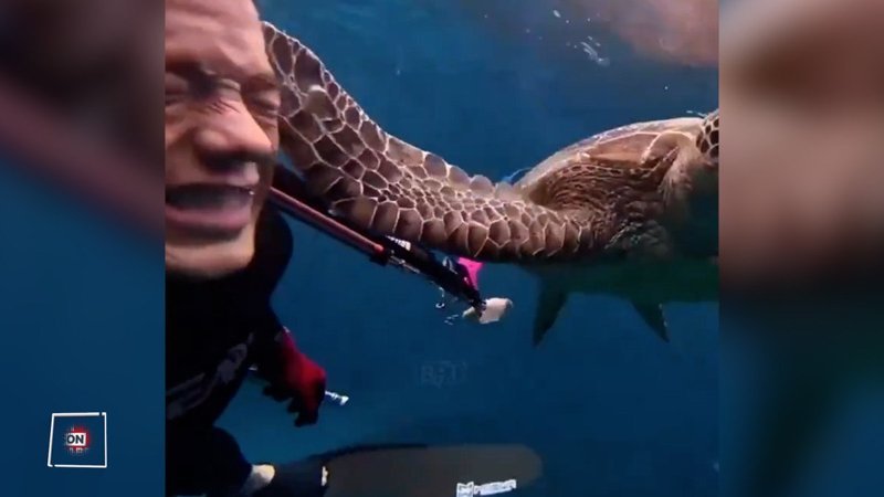 Dalgıça tokat atan kaplumbağa görüntülendi