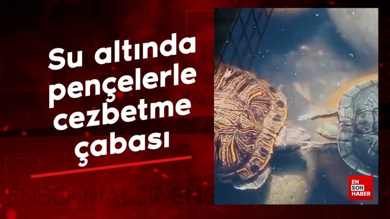 Kaplumbağanın kur yaptığı anlar