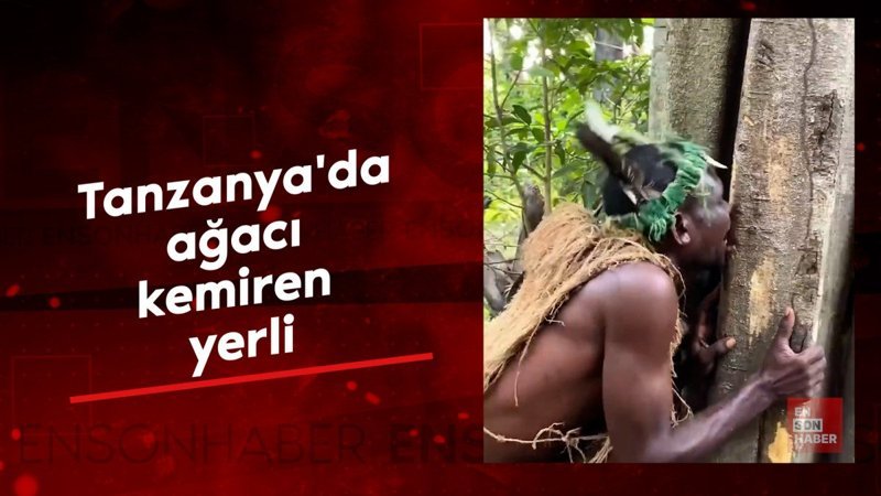Tanzanya'da ağacı kemiren yerli