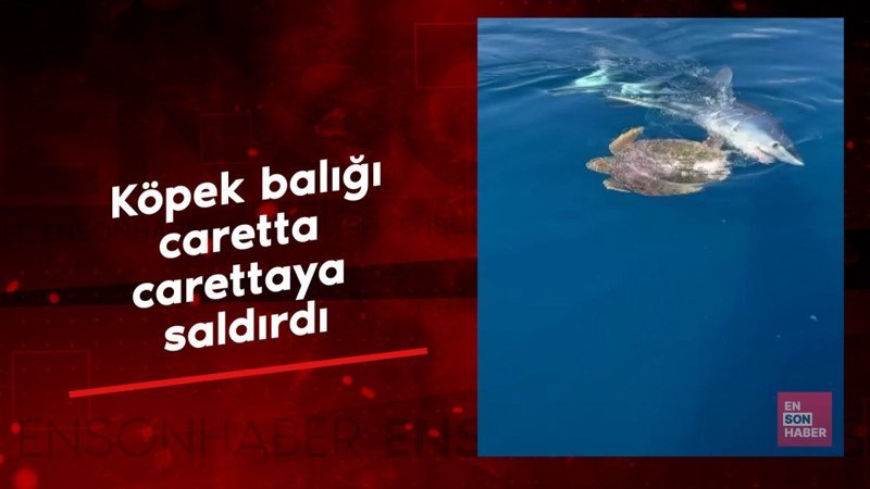 Antalya'da köpek balığı caretta carettaya saldırdı