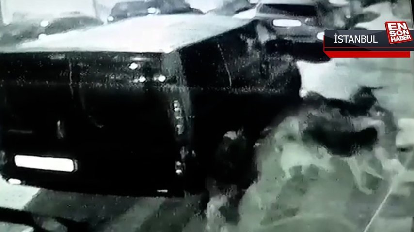 Sultangazi�de sürü halinde gezen köpekler kedileri öldürdü